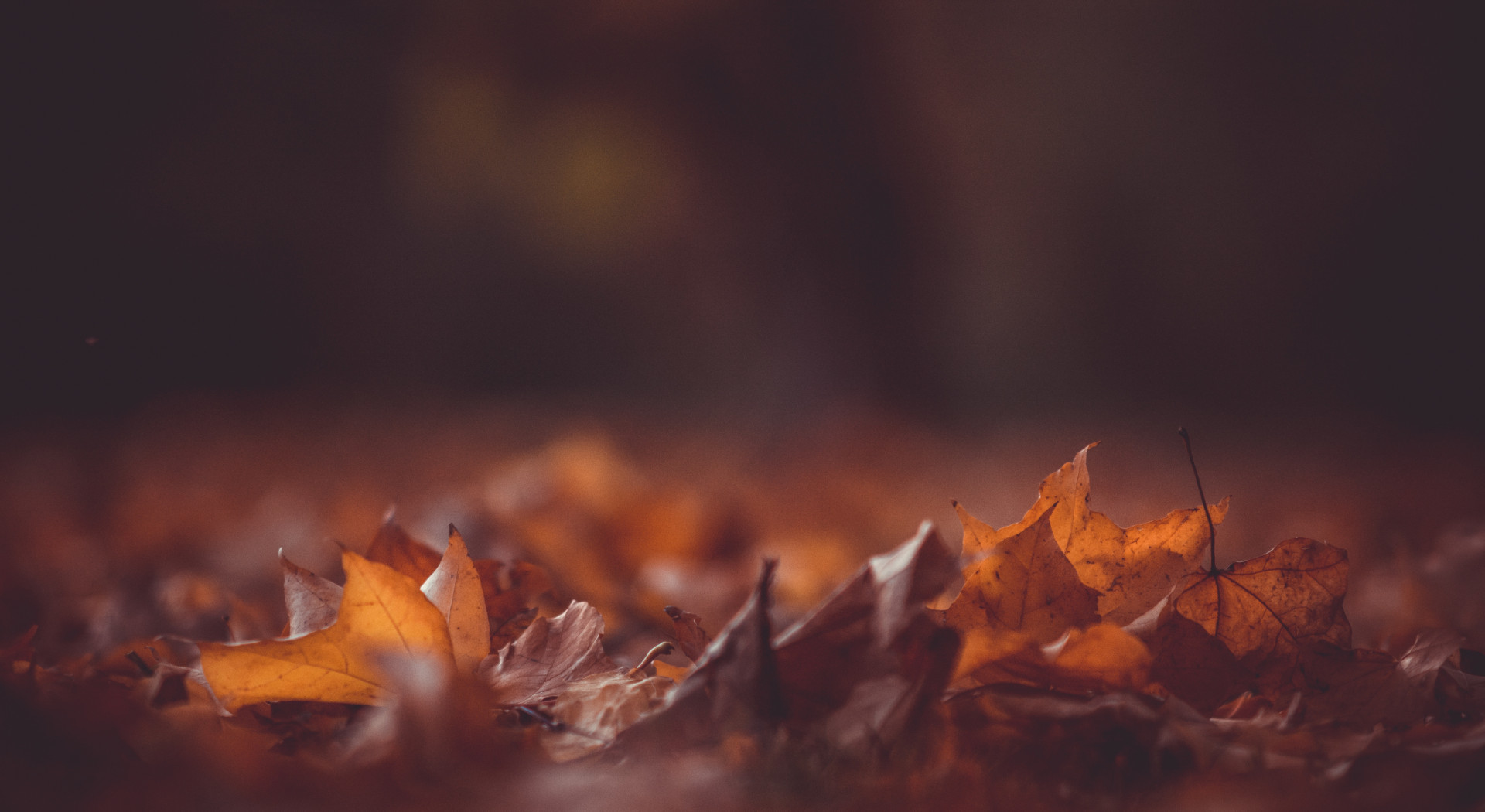 Place card with a dark photo of fallen orange autumn leaves on the ground