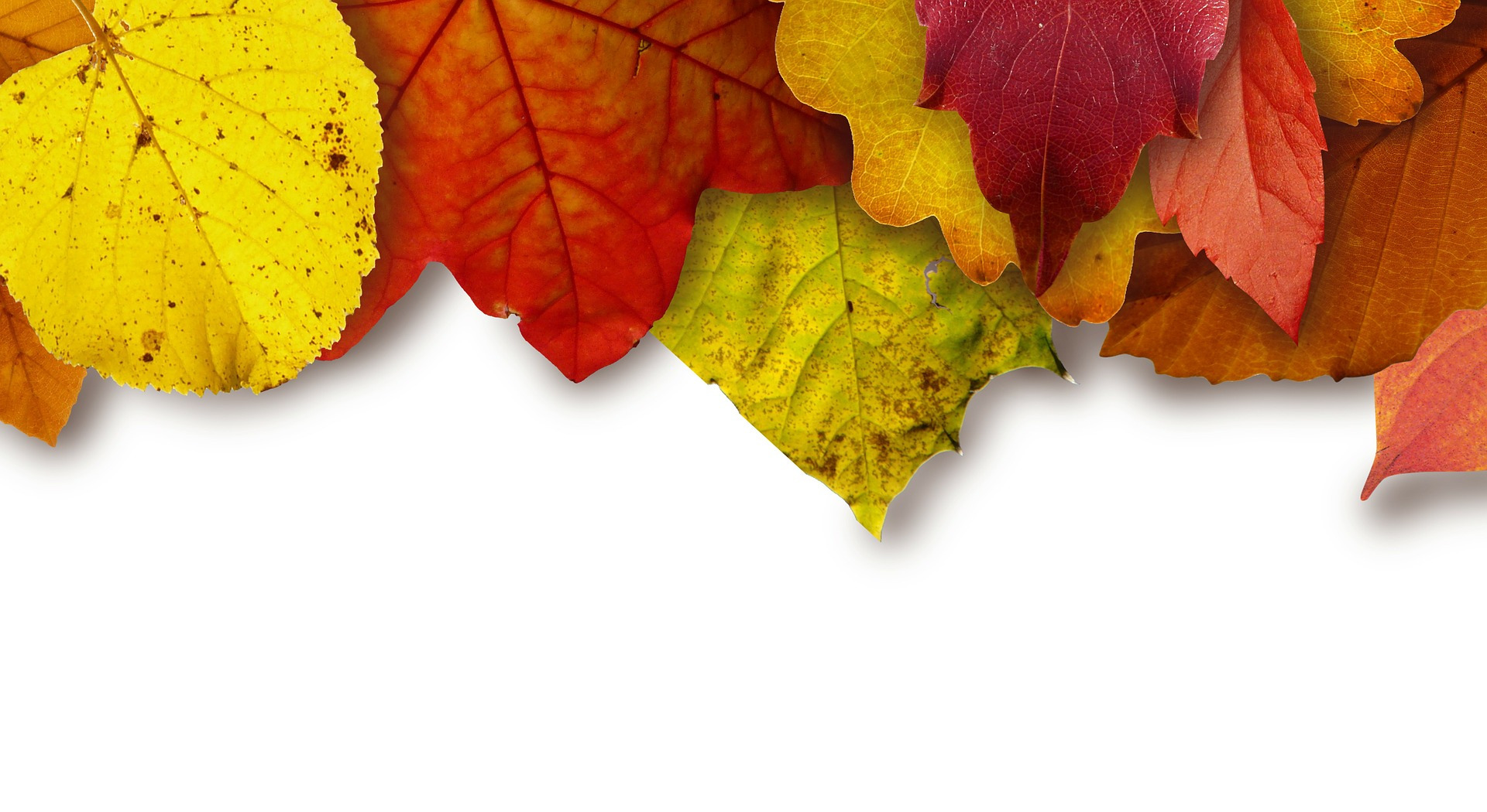 Place card with red, yellow and orange autumn leaves along the top edge
