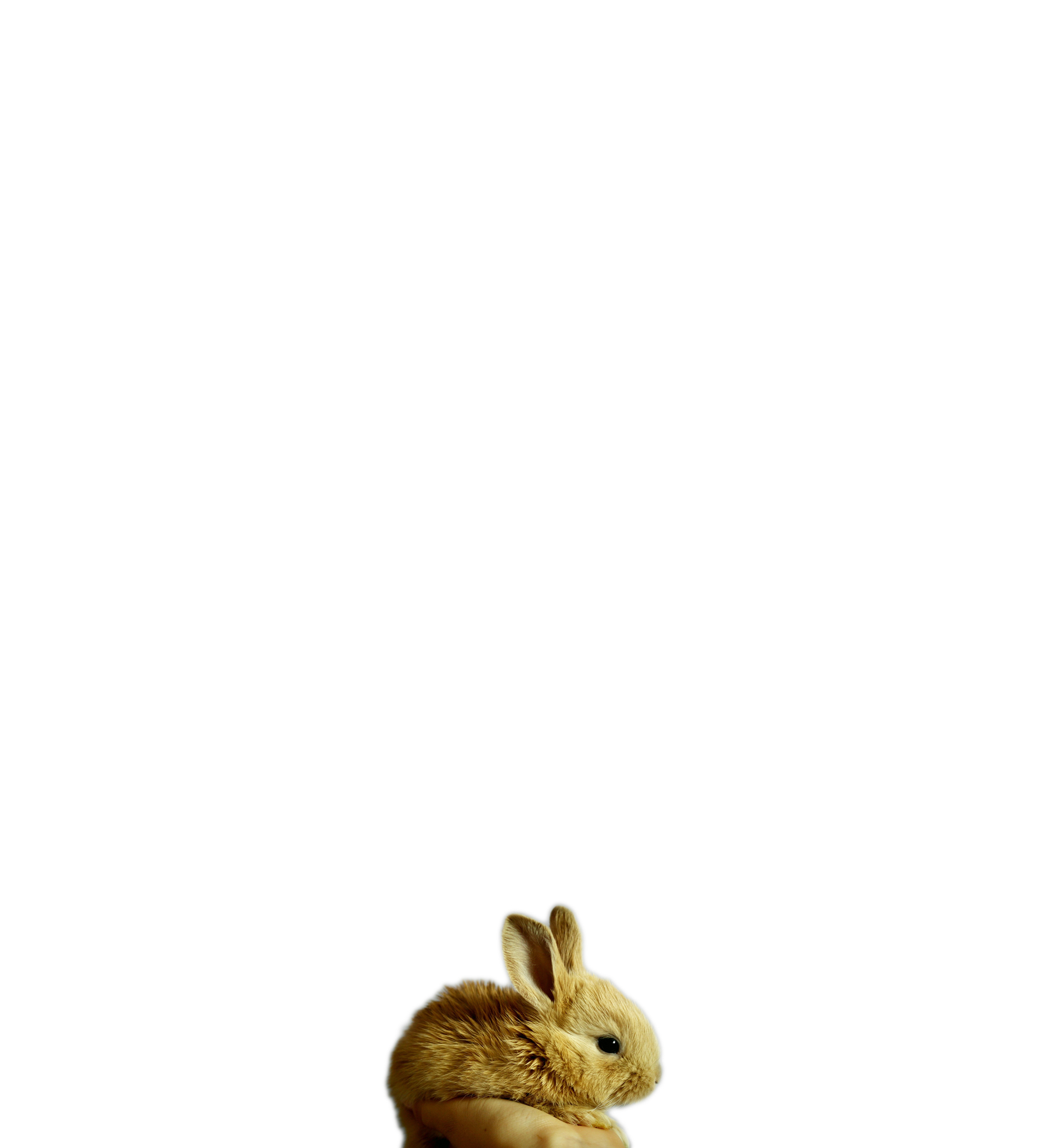 Place card with a photo of a small brown bunny held in a hand at the bottom